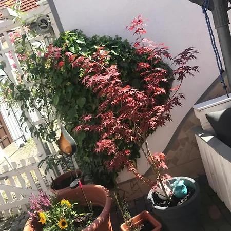 Apartament Doreen Nieswand *