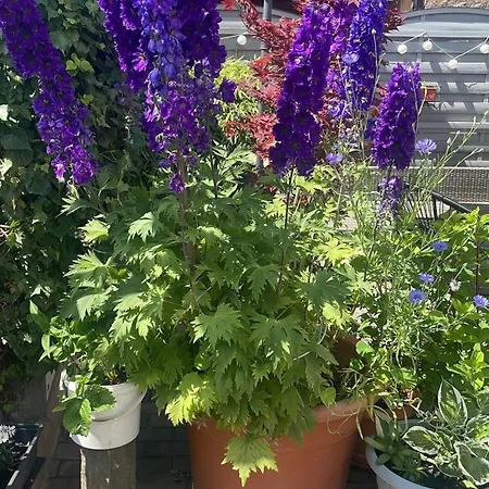 Daire Doreen Nieswand Gamstadt